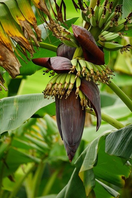 Banana Blossom Products